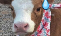 娱乐吃瓜酱分享一些可爱,娱乐吃瓜酱的甜蜜分享时光